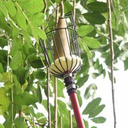 Khi thu hoạch táo cần chú ý điều gì?