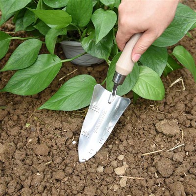 Nhật ký trồng vườn -1